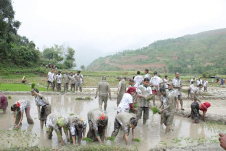 रामेछापमा अझै हुन सकेन रोपाइँ, खडेरीले बाली सुक्यो